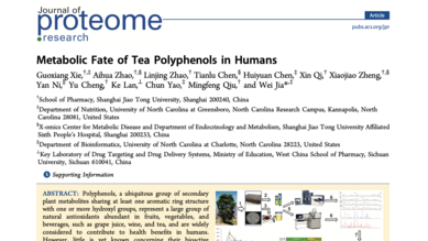 Metabolic Fate of Tea Polyphenols in Humans