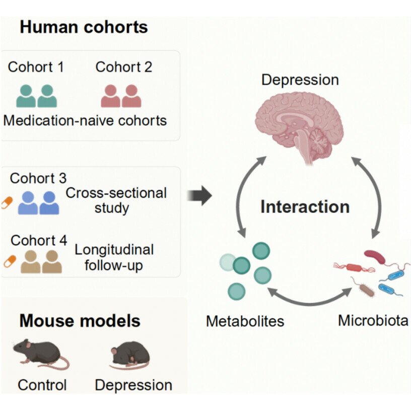 肠菌-血清代谢物：精准识别抑郁症的“情绪指纹”