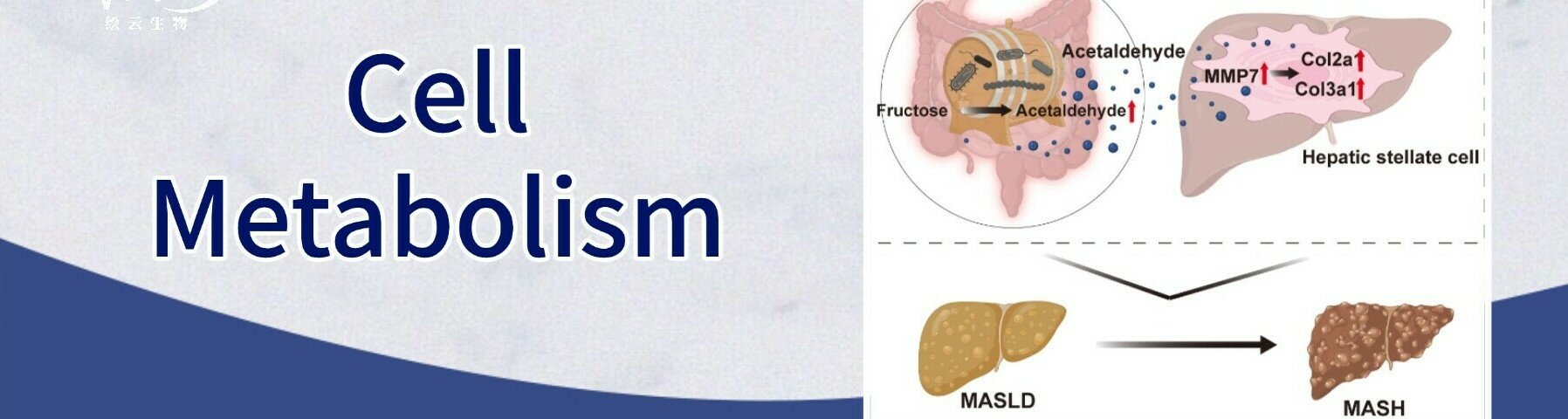 肝病防治新突破:揭秘高糖饮食伤肝机制,开发靶向“清醛”益生菌护肝