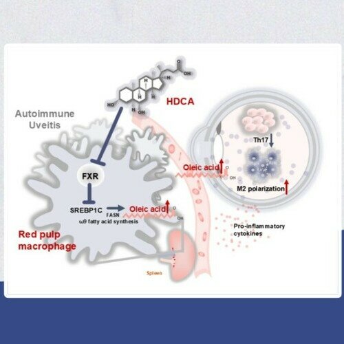 肠道胆汁酸调控“肠-脾-眼”免疫轴,创新自身免疫性葡萄膜炎防治