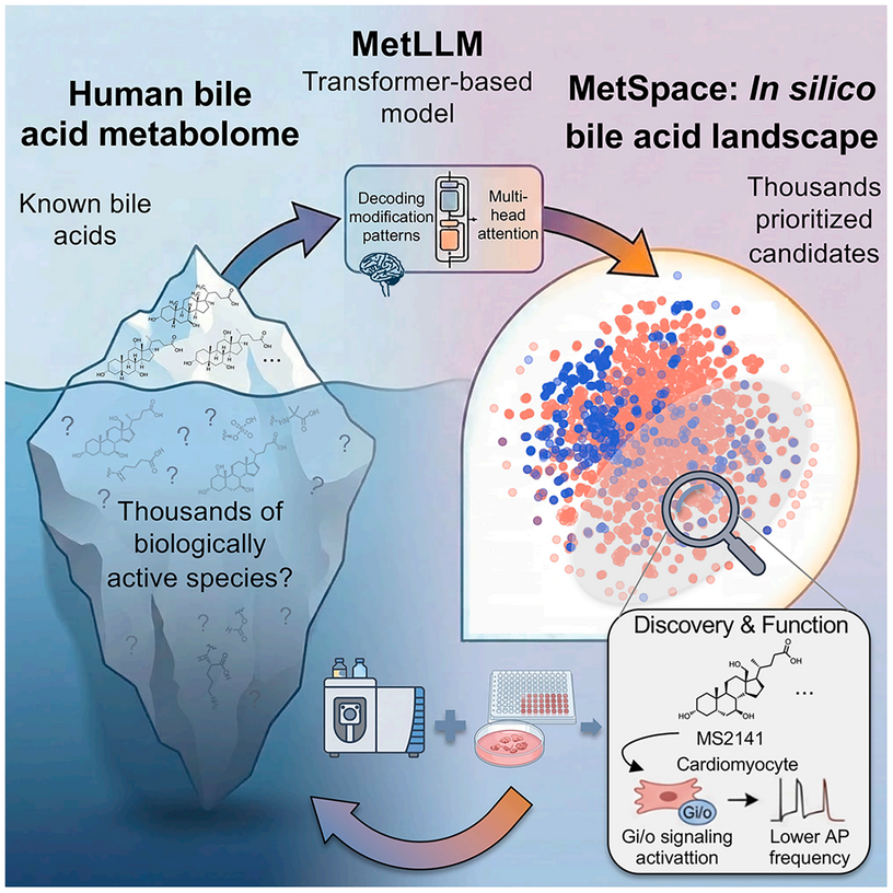 Cell Metab|AI 照亮人体 “化学暗宇宙”!贾伟教授团队解锁全新胆汁酸分子图谱
