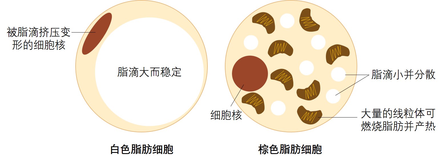 不必谈“脂”色变有种脂肪可抗击肥胖和调节血糖| 深圳市绘云生物科技有限公司